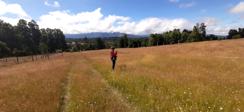 Venta de una parcela Sector Panguipulli