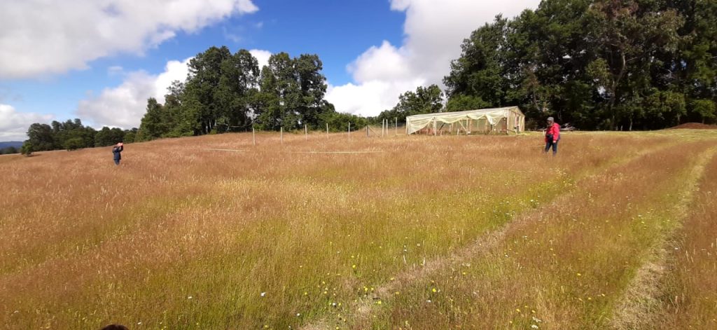 Venta de una parcela Sector Panguipulli