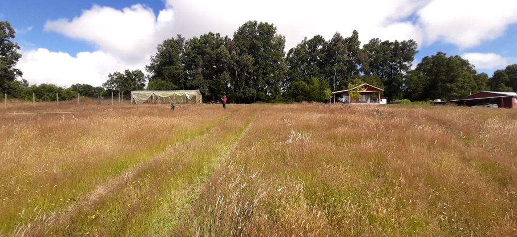 Venta de una parcela Sector Panguipulli